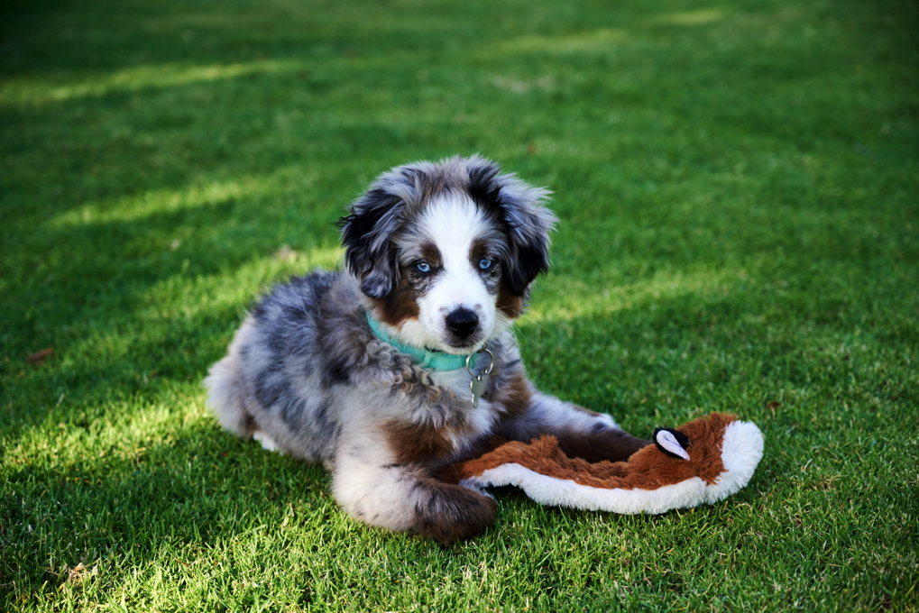 Annika, Bambi and Blitz