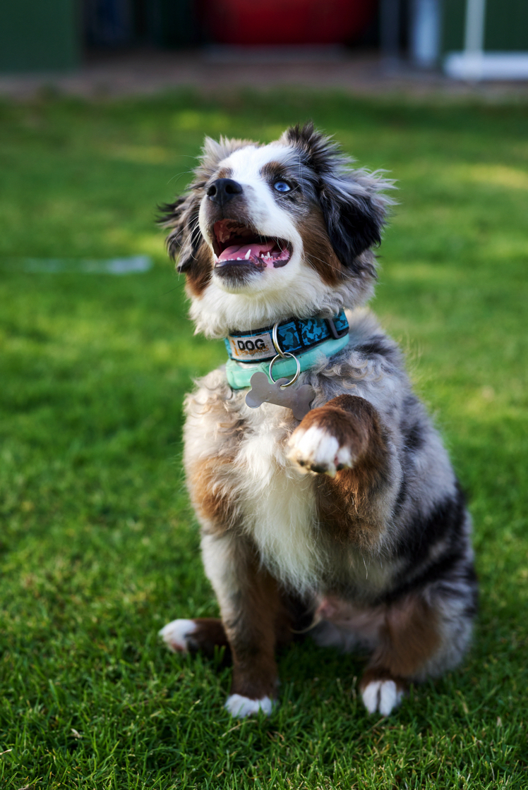 Annika, Bambi and Blitz