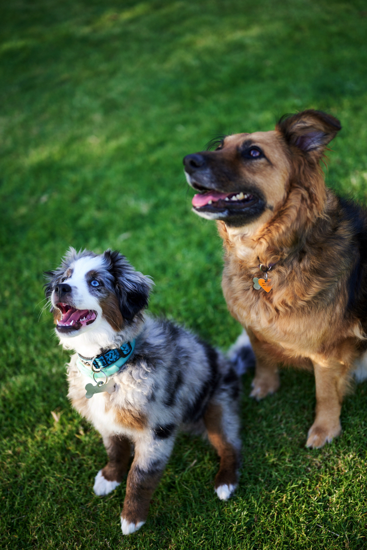 Annika, Bambi and Blitz