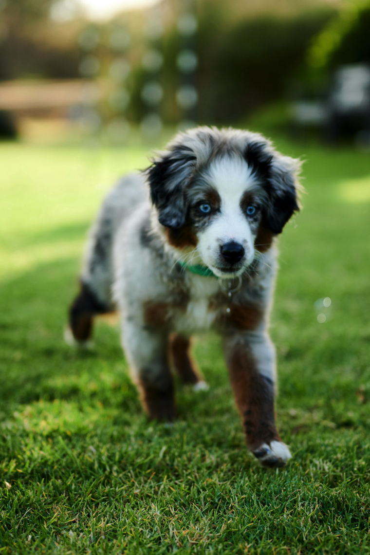 Annika, Bambi and Blitz