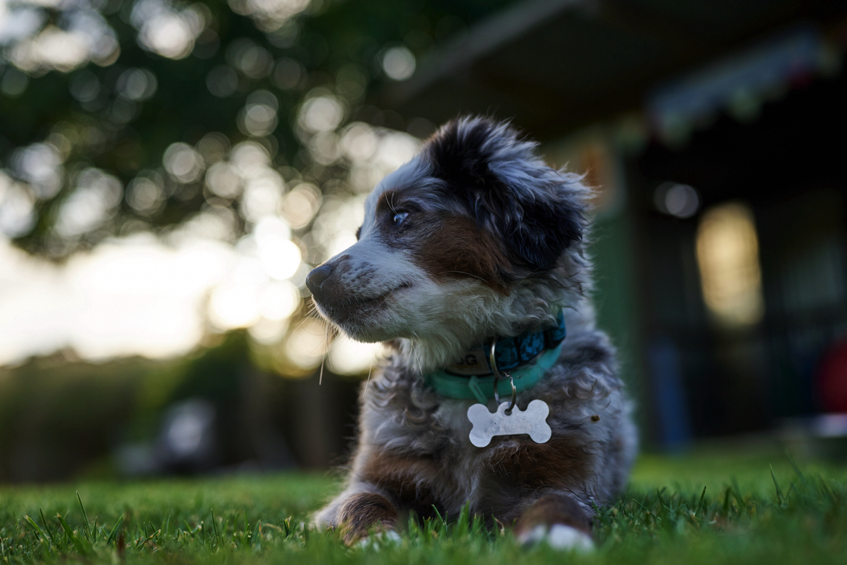 Annika, Bambi and Blitz